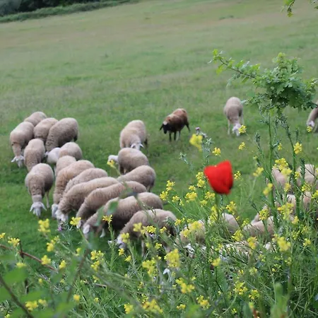Cantagalli Séjour à la ferme San Quirico dʼOrcia